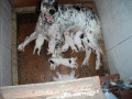 Setter Anglais GHINA DEL FRAGIM Setter Anglais GHINA DEL FRAGIM